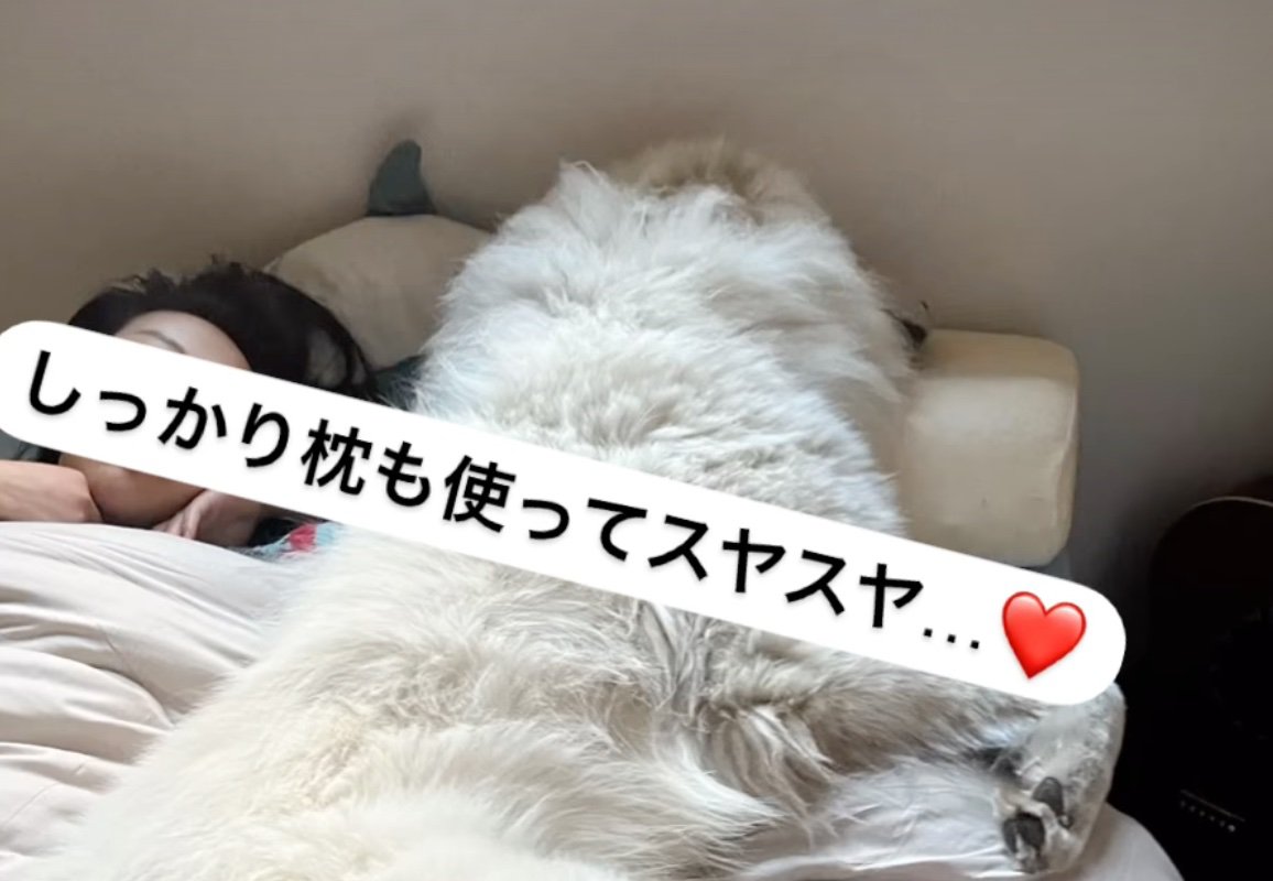 枕を使う犬