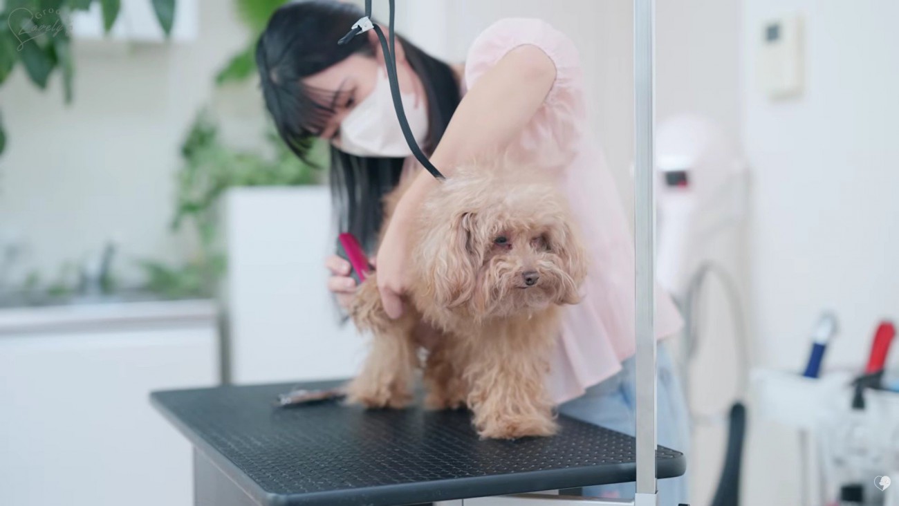 トリミングが始まりました