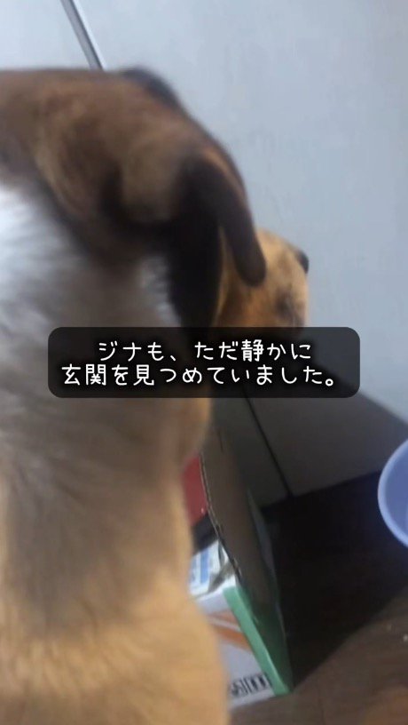 玄関を見つめる先住犬