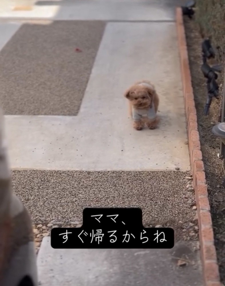 遠くを見つめる犬