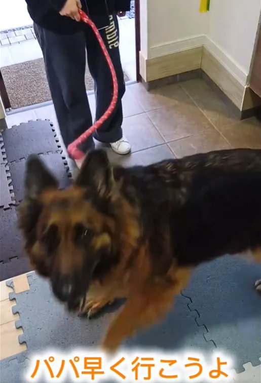 上を見る犬3