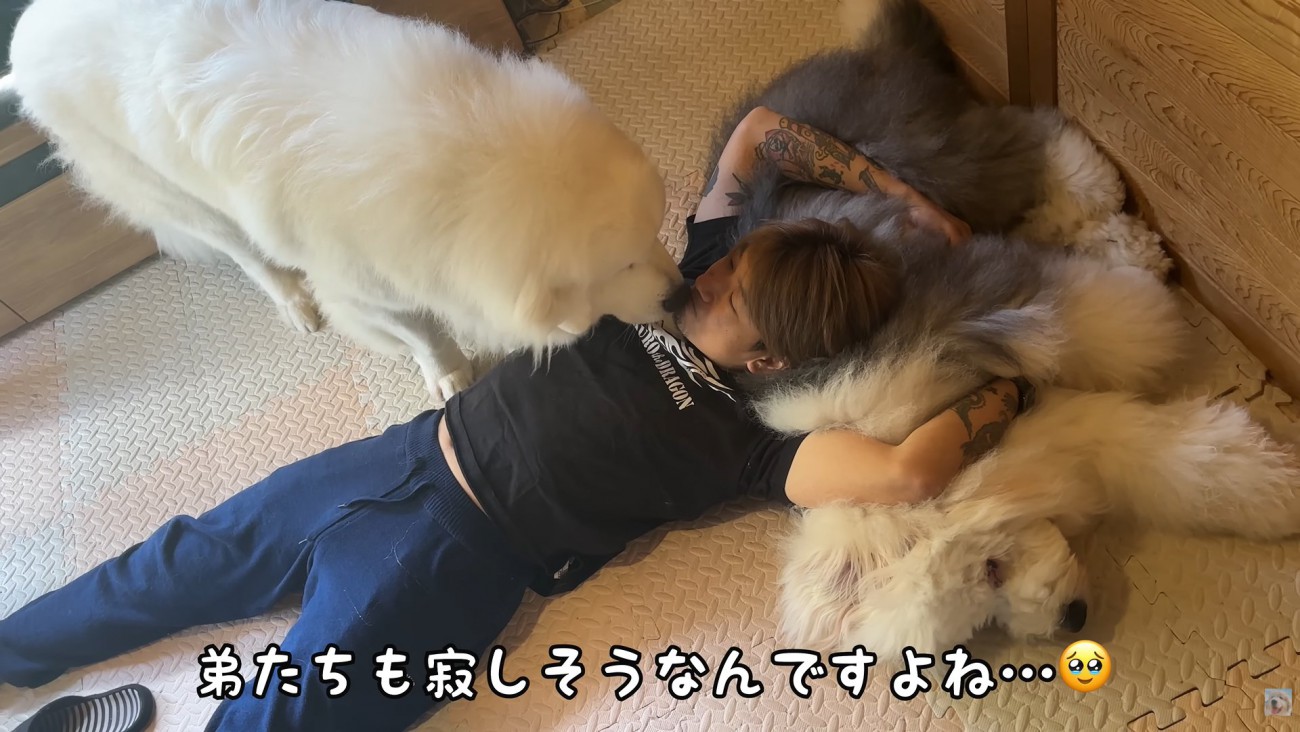 パパに甘える大型犬達