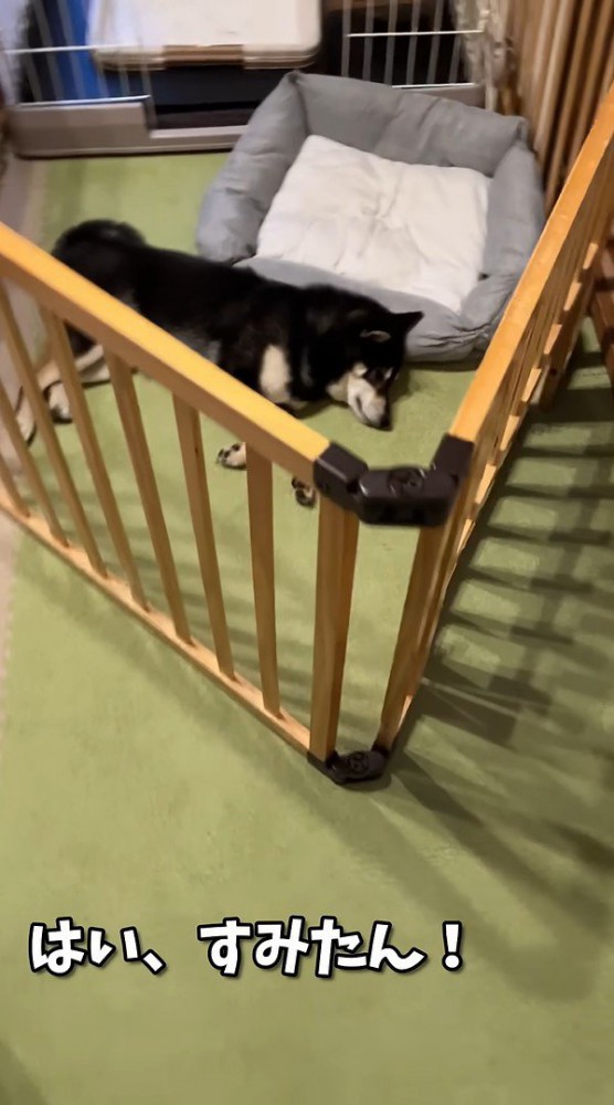 すみすみちゃんはまだ寝ています