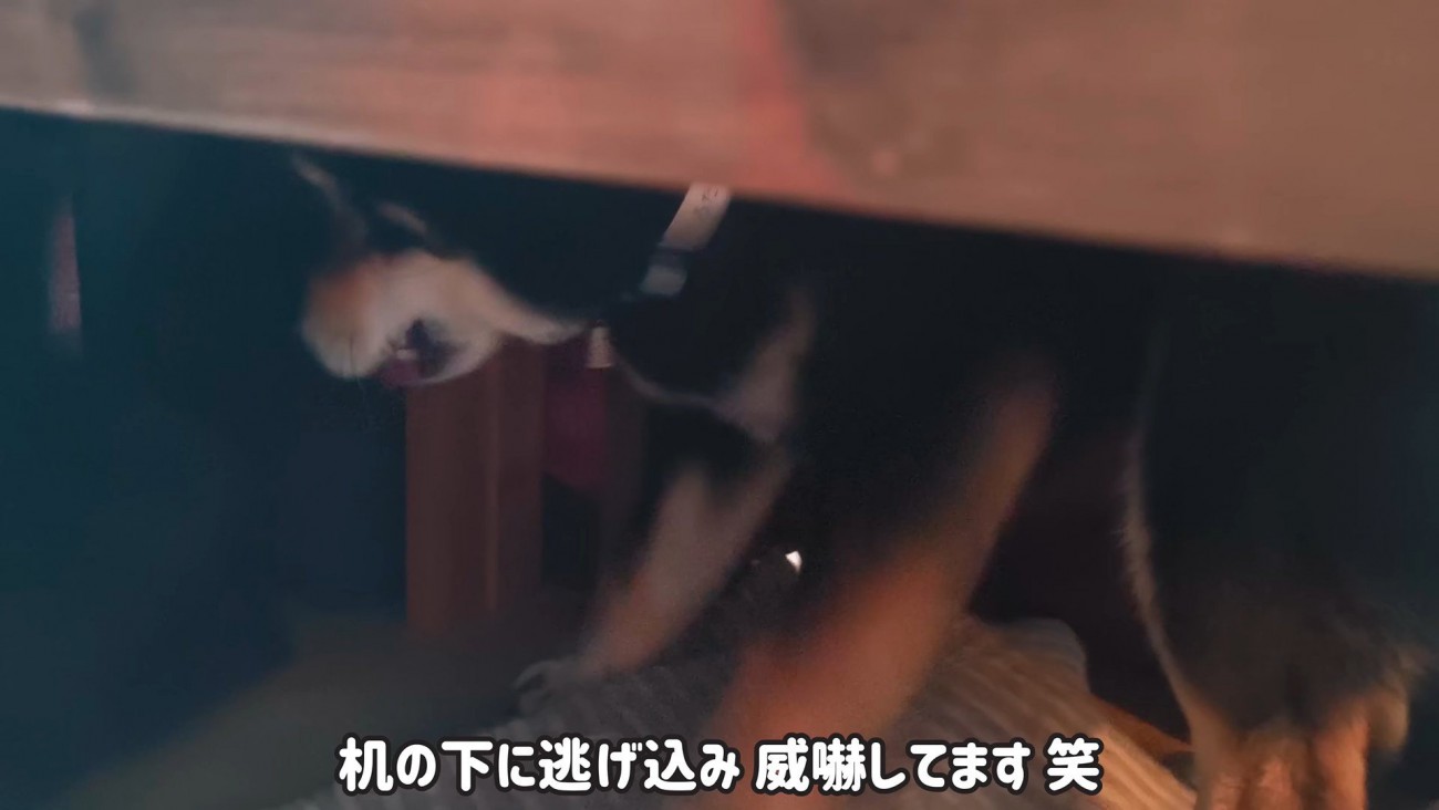 机の下に隠れてしまいました