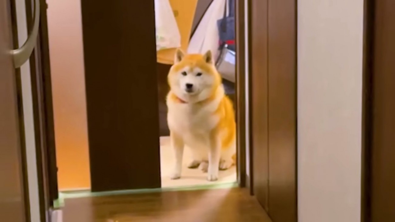 アップのらんまるくん