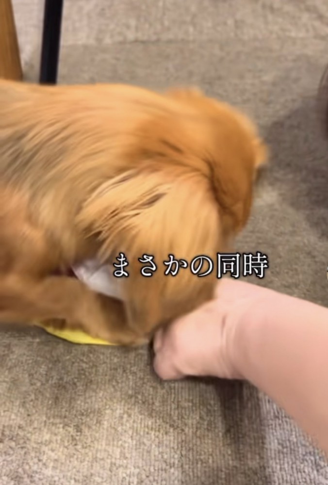 おやつを取る犬1