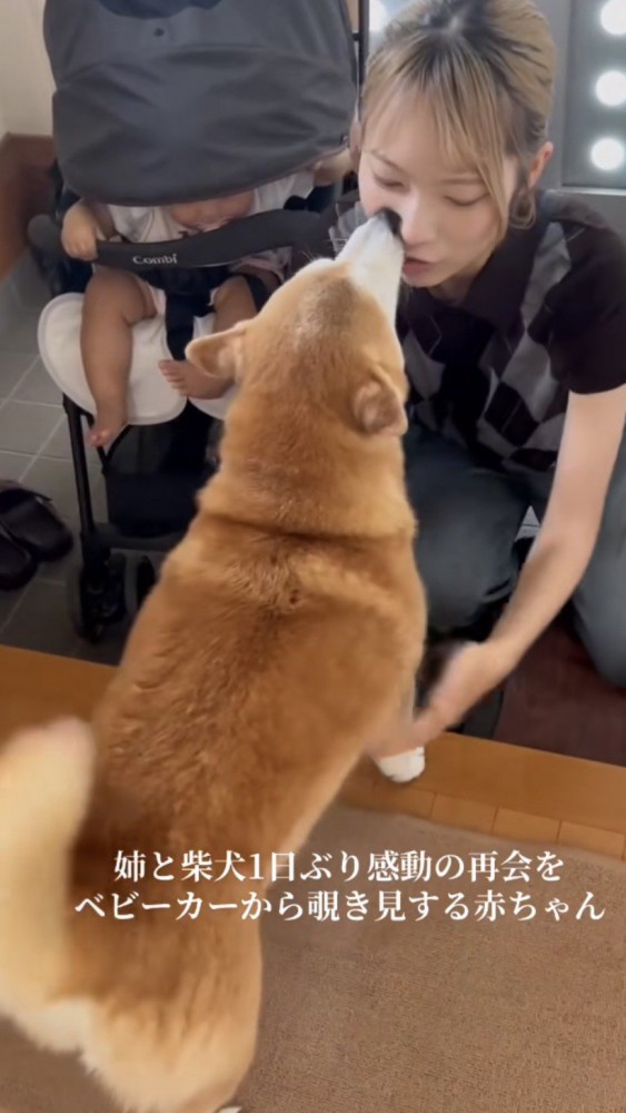 お姉ちゃんの顔を舐める柴犬