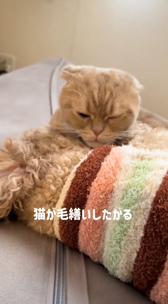 犬の腹に顔を埋める猫