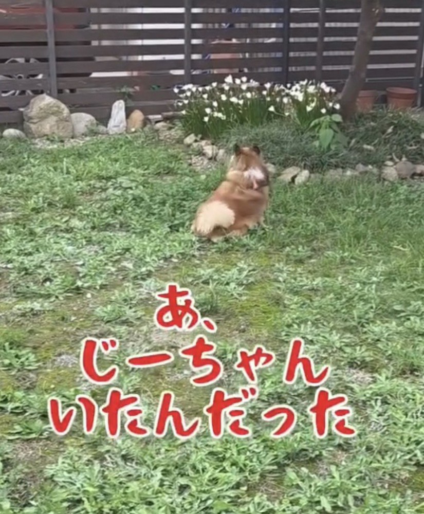 庭の奥に座る犬