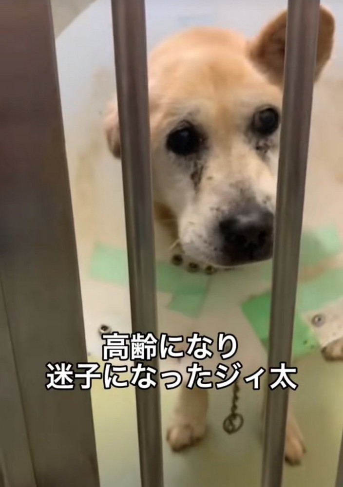 収容所に入る老犬