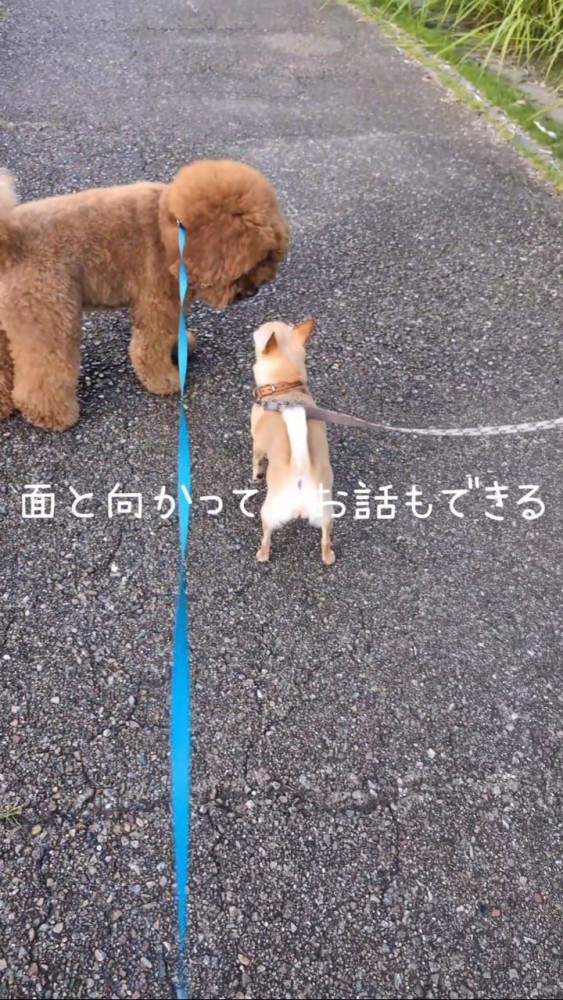 顔を合わせるプードルとチワワ