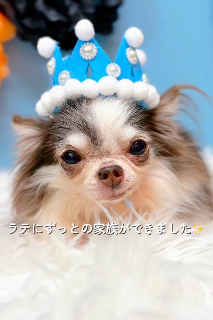 幸せなわんこの一員に♡