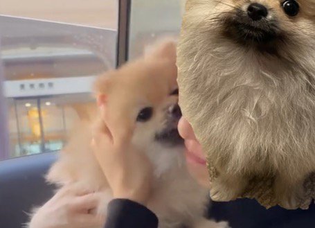 女性の顔を嬉しそうに舐める犬