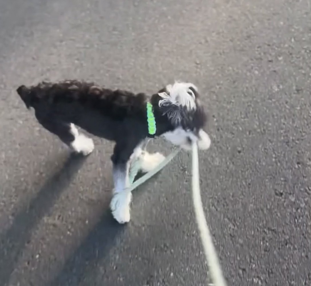 リードを引っ張る犬1