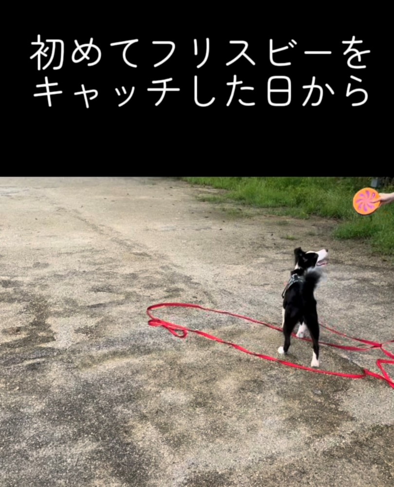 フリスビーを見ながら立ち上がる犬