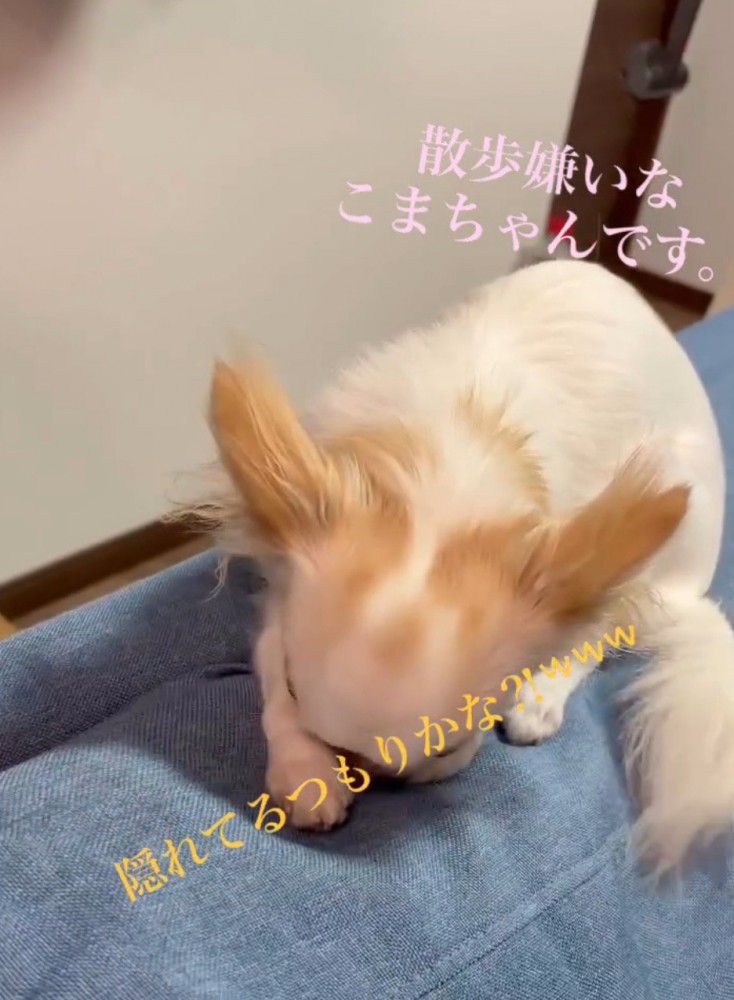 再びソファに顔を埋める白い犬