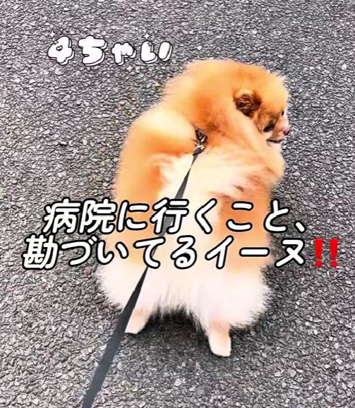 ポメラニアンのこむぎくん