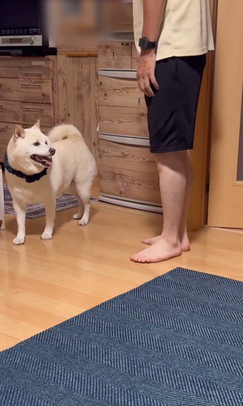 何かをお願いしに来たごん太くん6