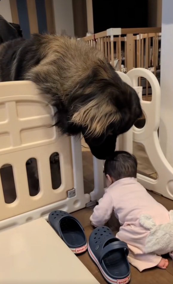 身を乗り出すバオバオくん