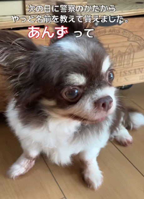 6年間ずっと繁殖犬だった…