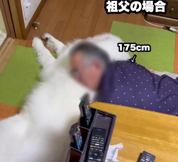 みんなの枕になるドレミちゃん