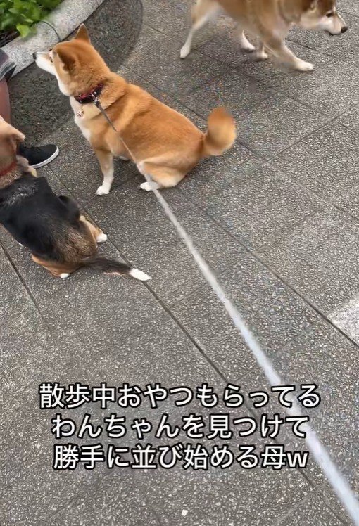 おやつをもらうワンコとポポちゃん2