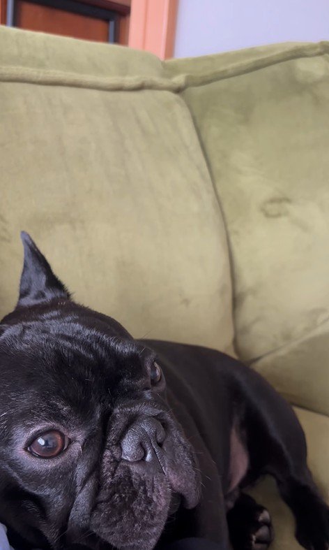 お留守番を察したジェットくん6