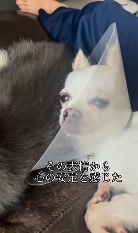 こはく君とここまるちゃんの家族愛6