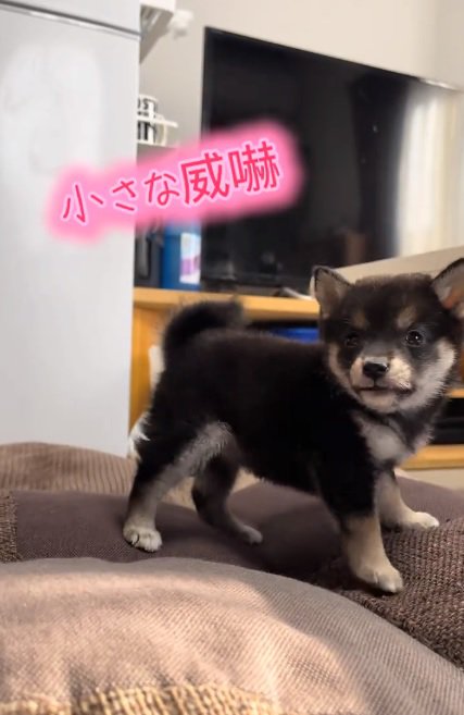 黒柴のあられちゃん