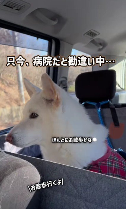 「本当かな…？」