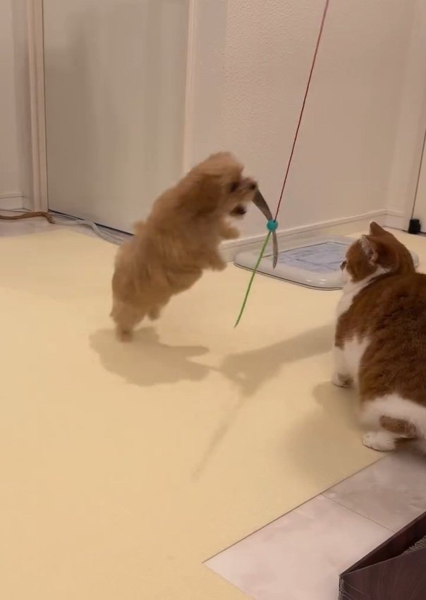猫じゃらしで遊ぶのえるちゃん