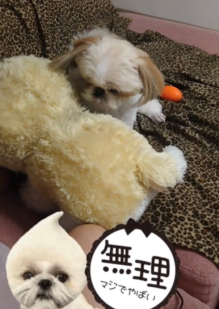 ぬいぐるみを見つめる犬