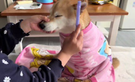 丁寧に梳かそうね