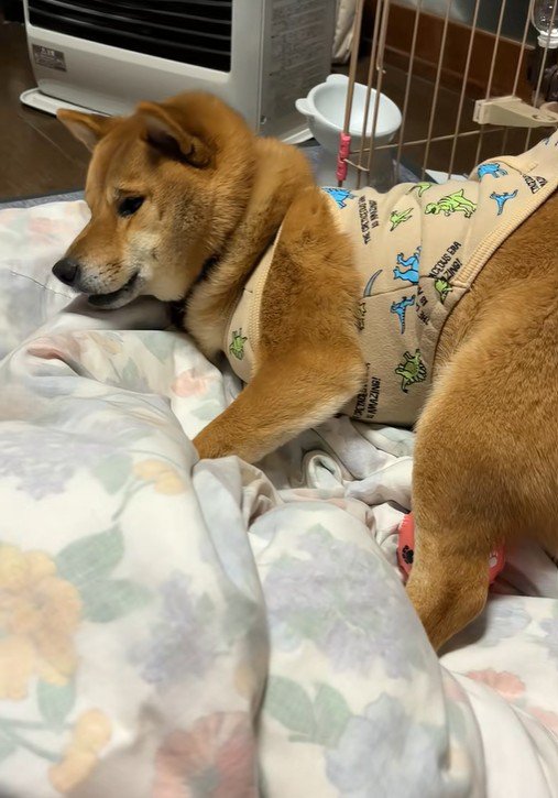 しょんぼりと俯いたかと思うと…