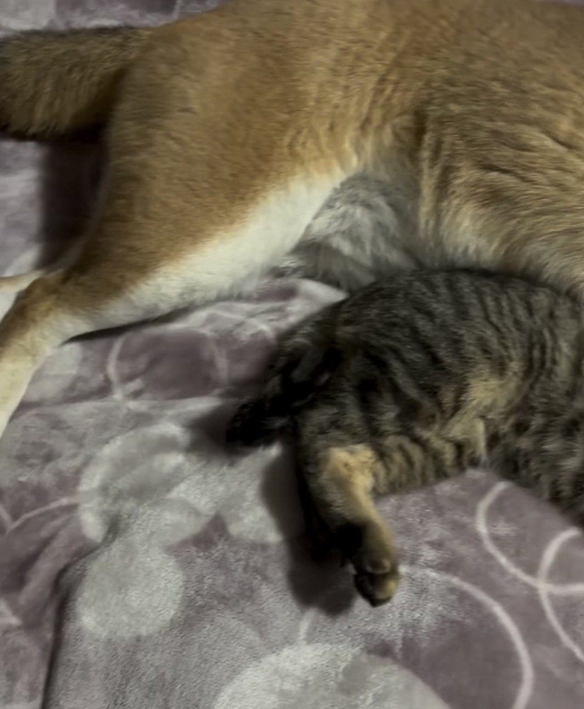 毛布の上で寄り添う犬と猫