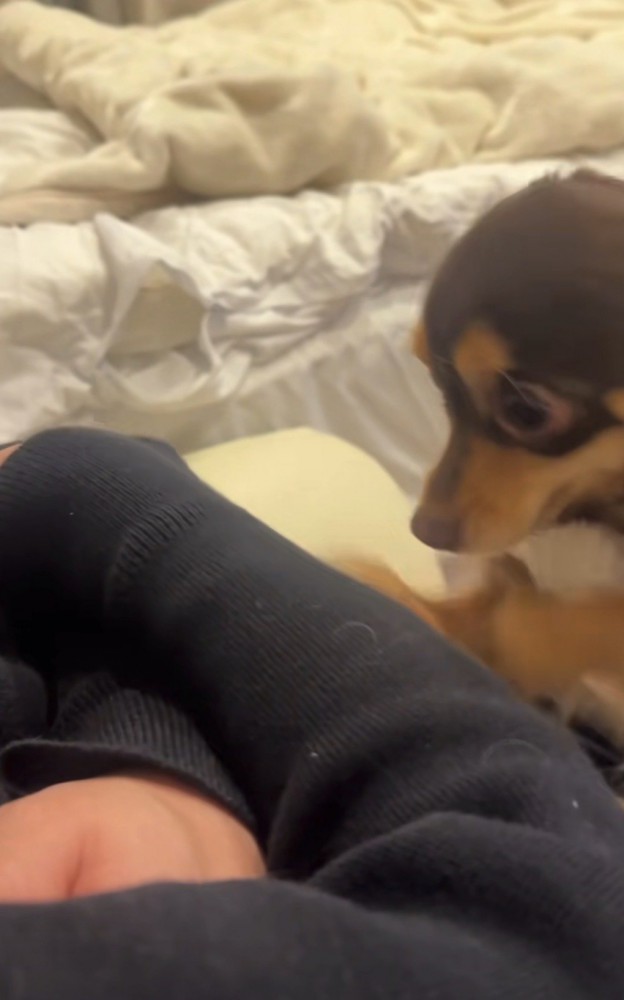 腕を掘り始める犬