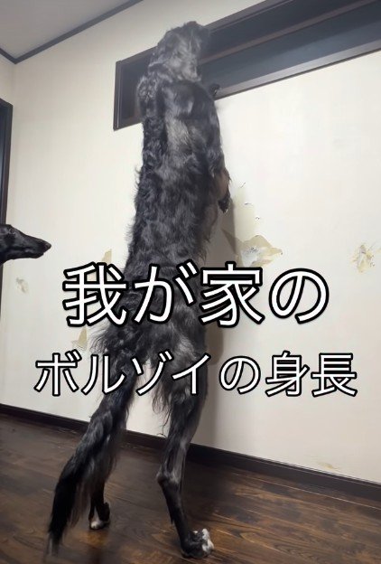 身長が高すぎる…！！
