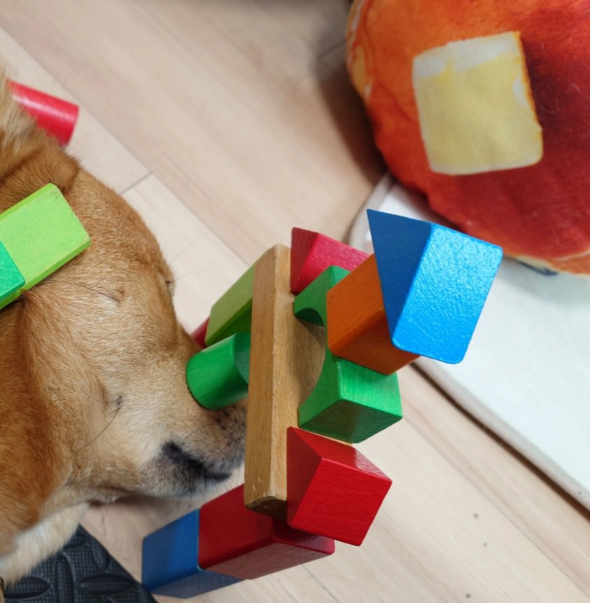 積み木を乗せられた風太くん