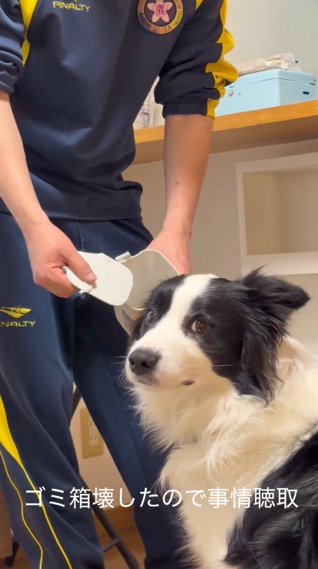 女性の方へ視線を向ける犬