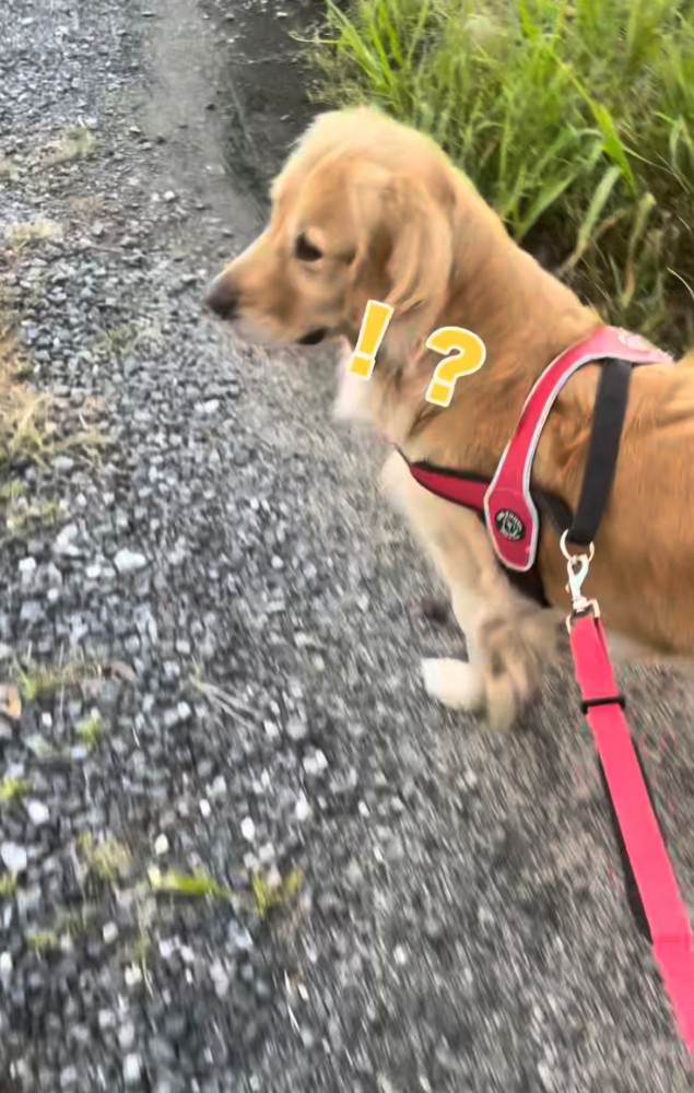 声のする方向を振り返る犬