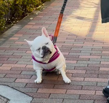 「気のせいか…」