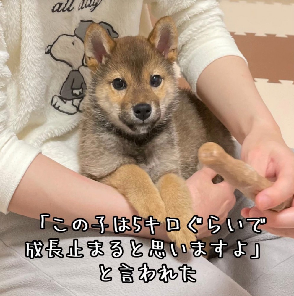 抱っこされる豆柴