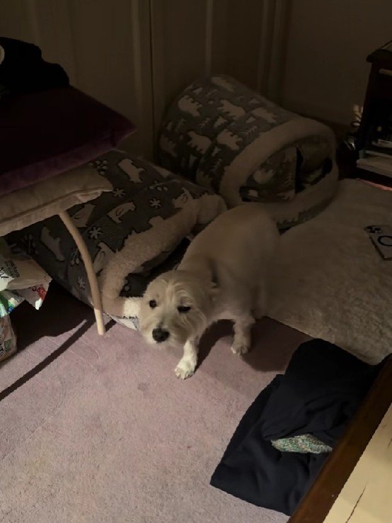 飼い主さんに声をかけられて…