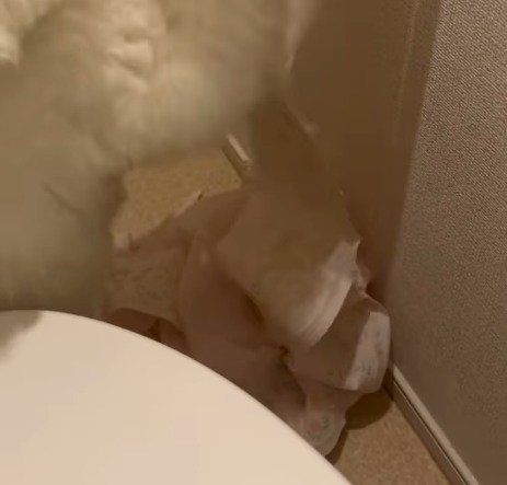 床に溜まっていくトイレットペーパー