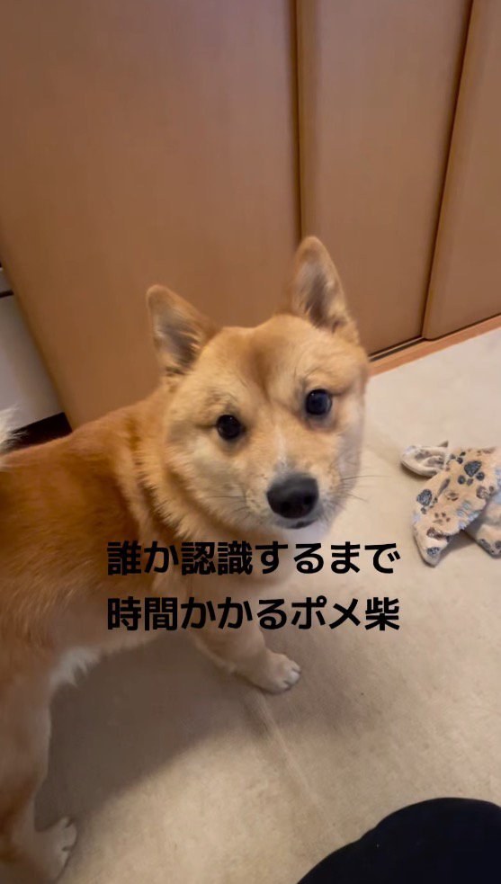 飼い主の顔を見上げる犬