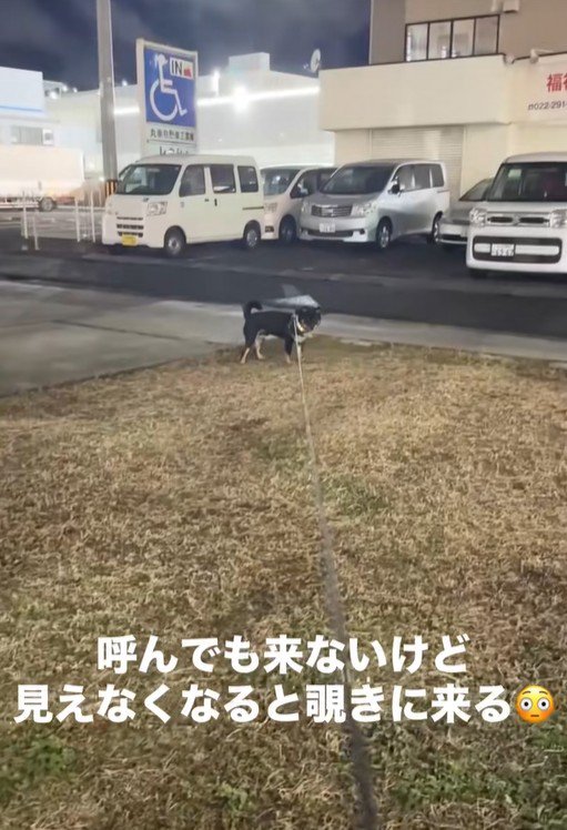 飼い主さんが隠れた時のめかぶ君