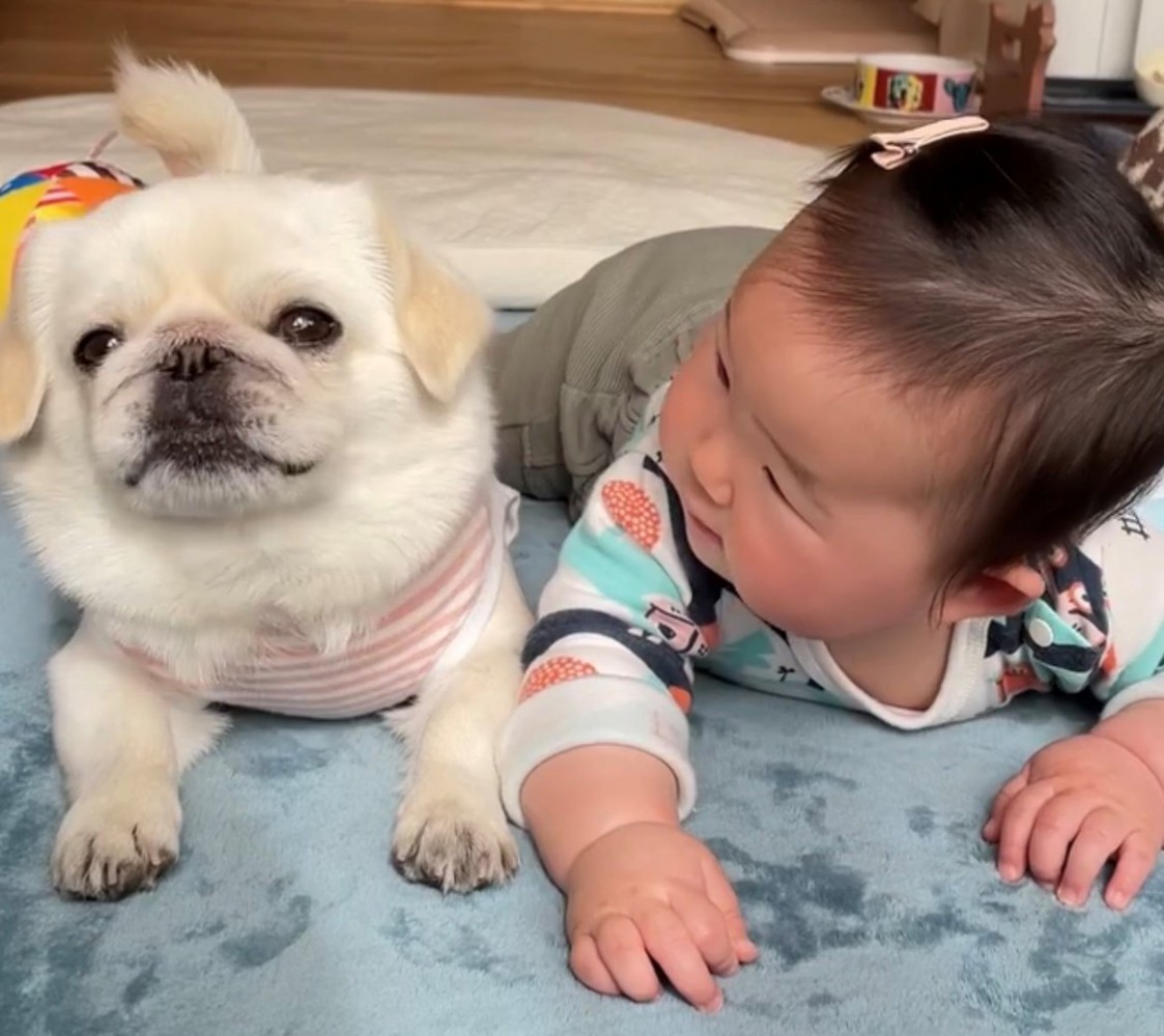 うつぶせで並んで寝転ぶ犬と赤ちゃん