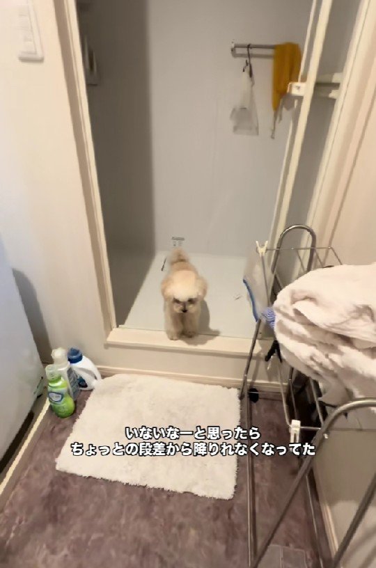 犬生1周目なハクちゃんでした