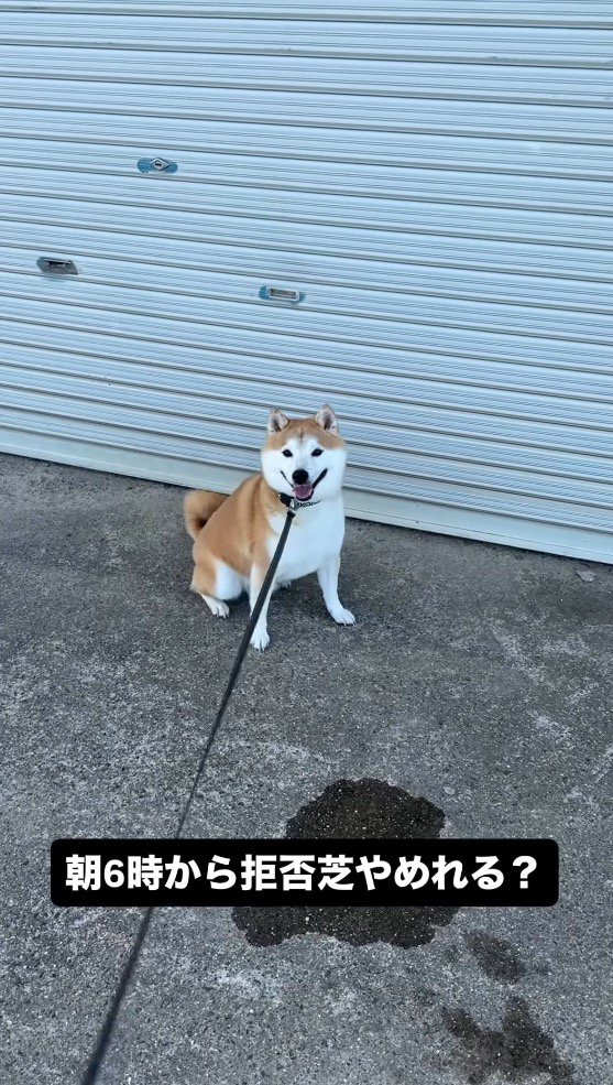 シャッターの前に座り込む犬