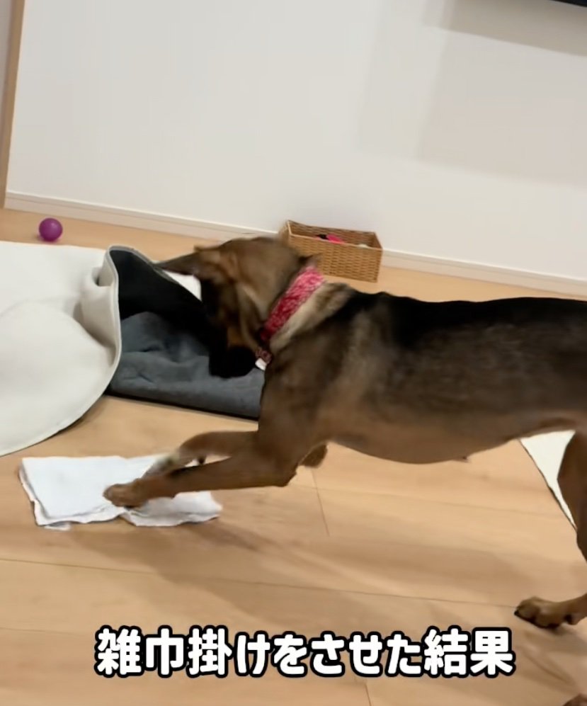 雑巾掛けする犬